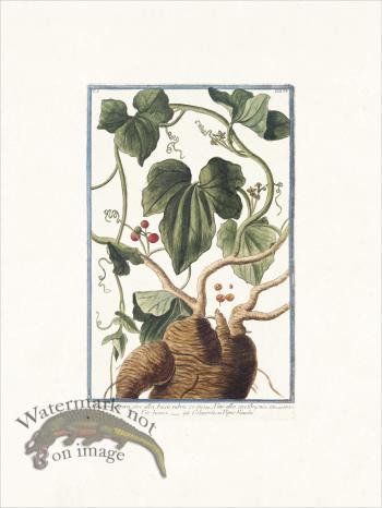 Bonelli 058 Vigne blanche